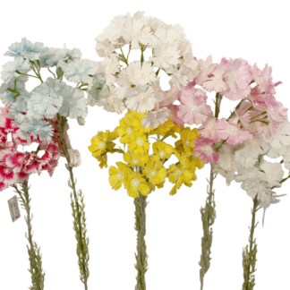 #1039 Diaanthus Chinensis