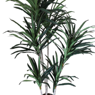 Yucca Tree (#6028)