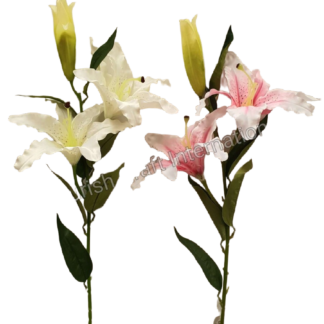 #1007 Oriental Lilium