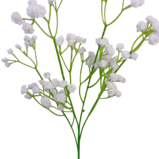 #1008 Gypsophila Stem