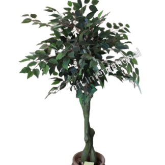 Ficus Tree (#6023)